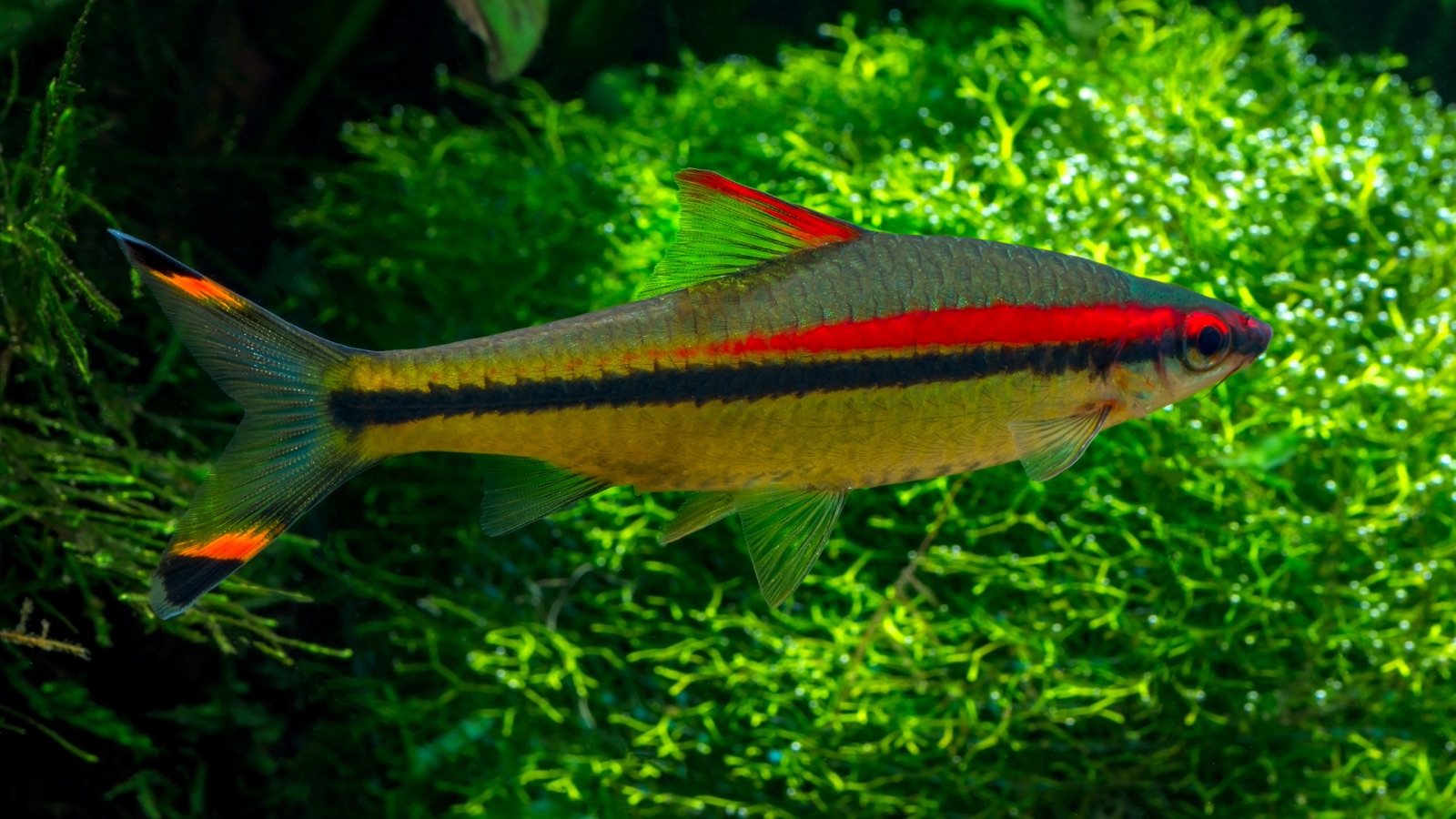 A denison or roseline barb, silver with a red stripe and a black lateral line, against green plants