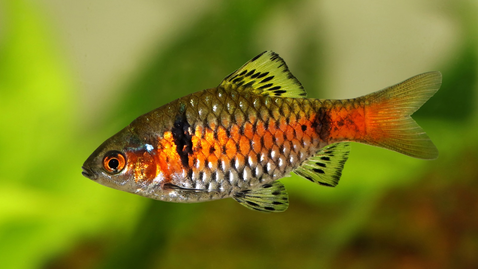 A male Pethia barb with a bright orange-red flank band and yellow-green fins marked with black