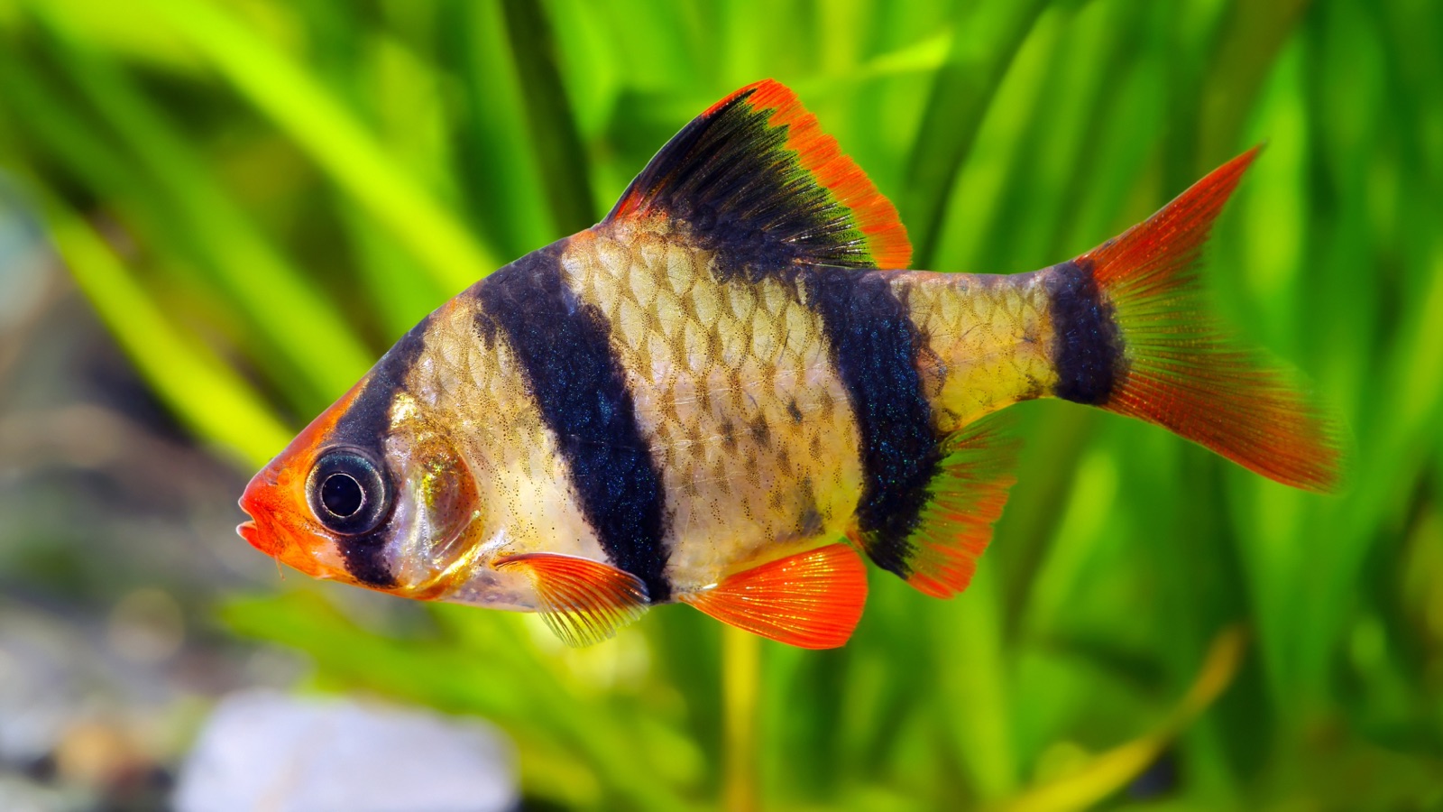 A tight shoal of tiger barbs, each banded black on gold, turning together in clear water
