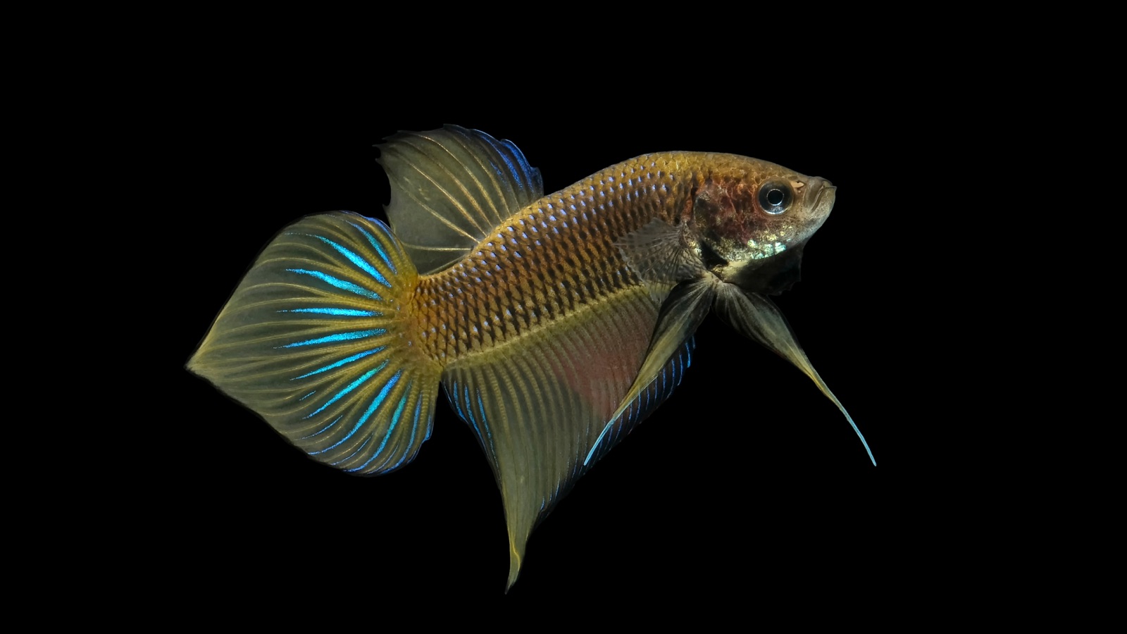 A wild male fighting fish in full display, fins spread, iridescent scales catching the light against dark water