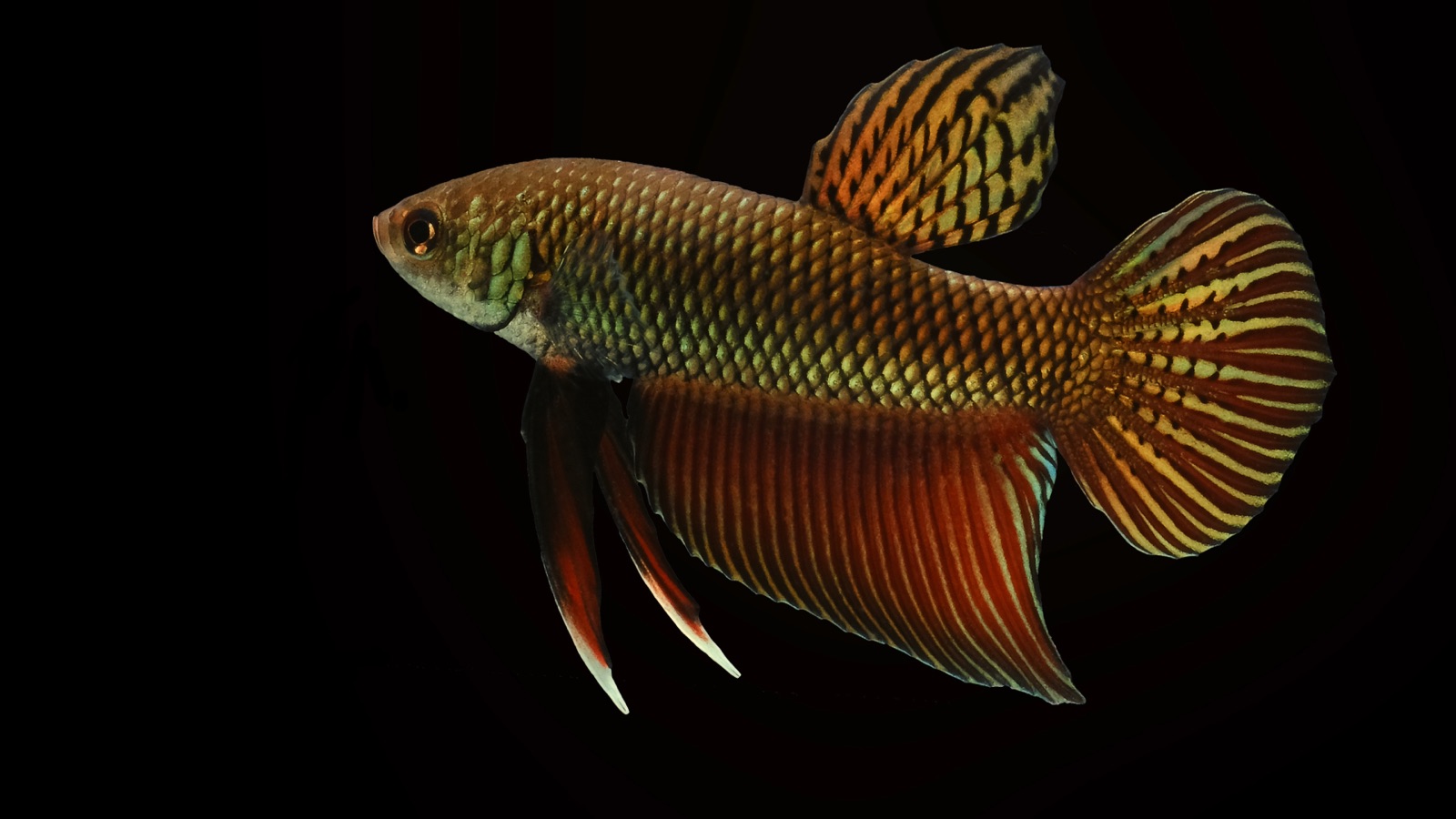 A wild betta over a dark substrate, body striped, fins edged in colour, in a quiet blackwater setting