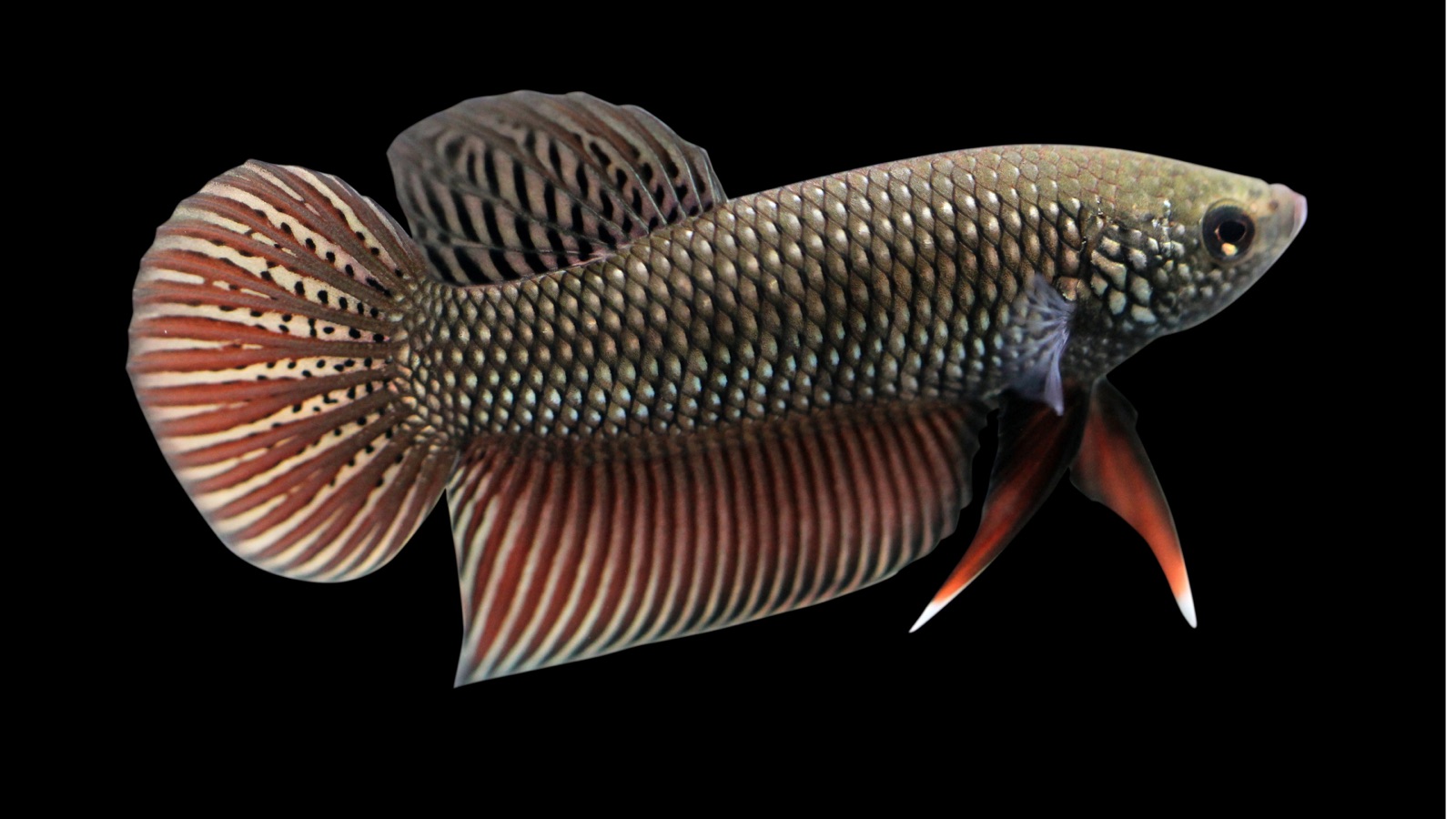 A wild-type betta with short rounded fins and barred, earth-toned colouration over dark water