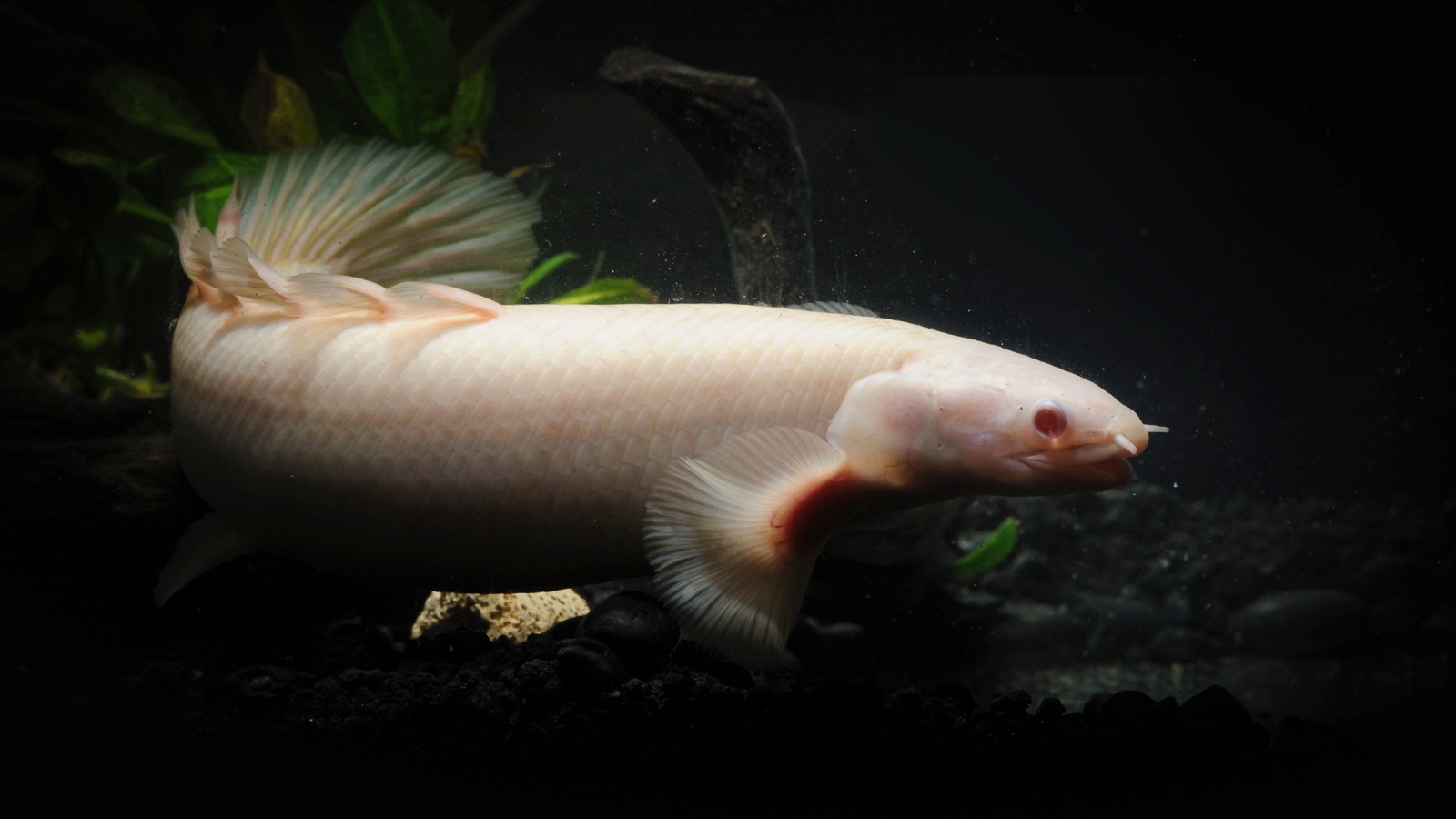An albino bichir, its body pale cream and its eye pink, gliding past aquarium plants in dark water