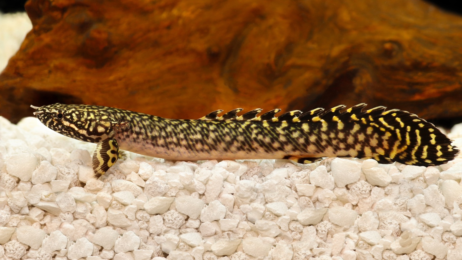 An ornate bichir patterned with a bold yellow-and-black reticulated network across its body, dorsal finlets and pectoral fins, over pale gravel