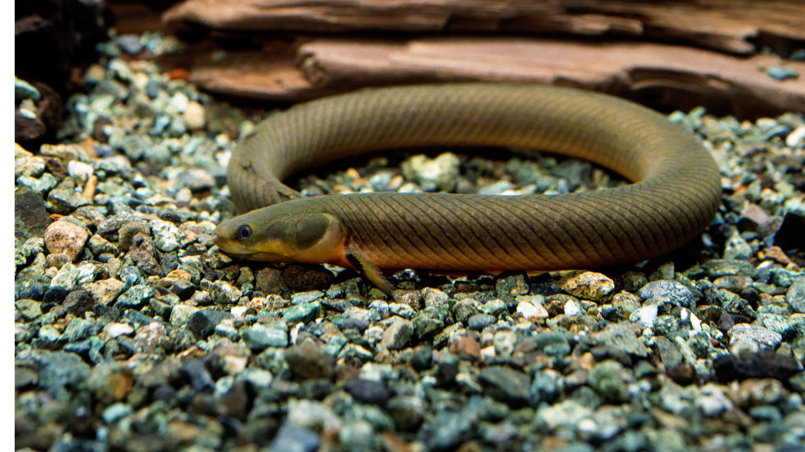 A reedfish, a long, slender, snake-like fish, coiled on aquarium gravel in front of driftwood