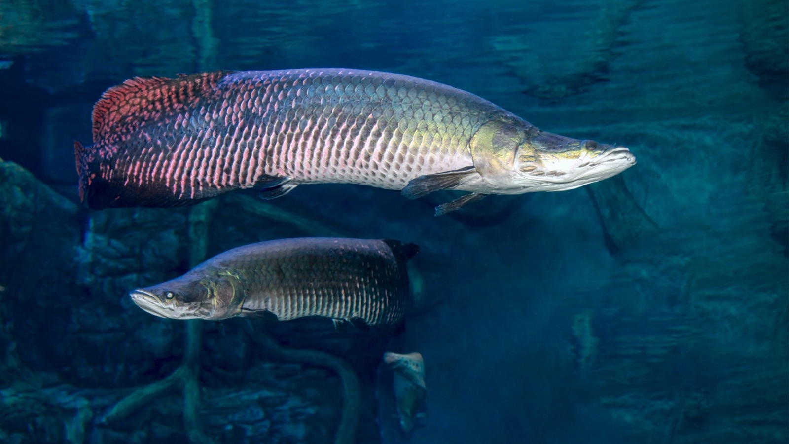 An arapaima — a huge, dark, armour-scaled fish with a coppery-red tail — rising toward the surface