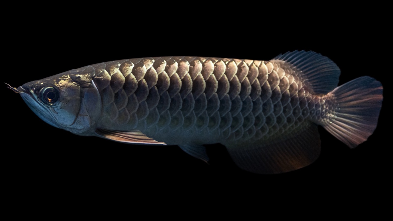 A silver arowana cruising just under the surface, its long ribbon-like body and upturned mouth catching the light