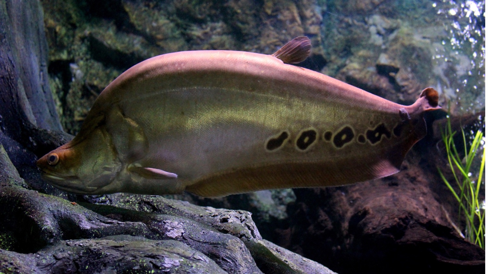 A clown knifefish — a long, blade-shaped silver fish with black ocelli along its lower flank — in dark water