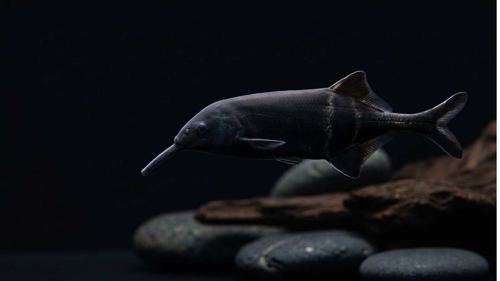 A Peters' elephantnose fish — dark, with a downward-curving chin appendage — over a soft sand bed