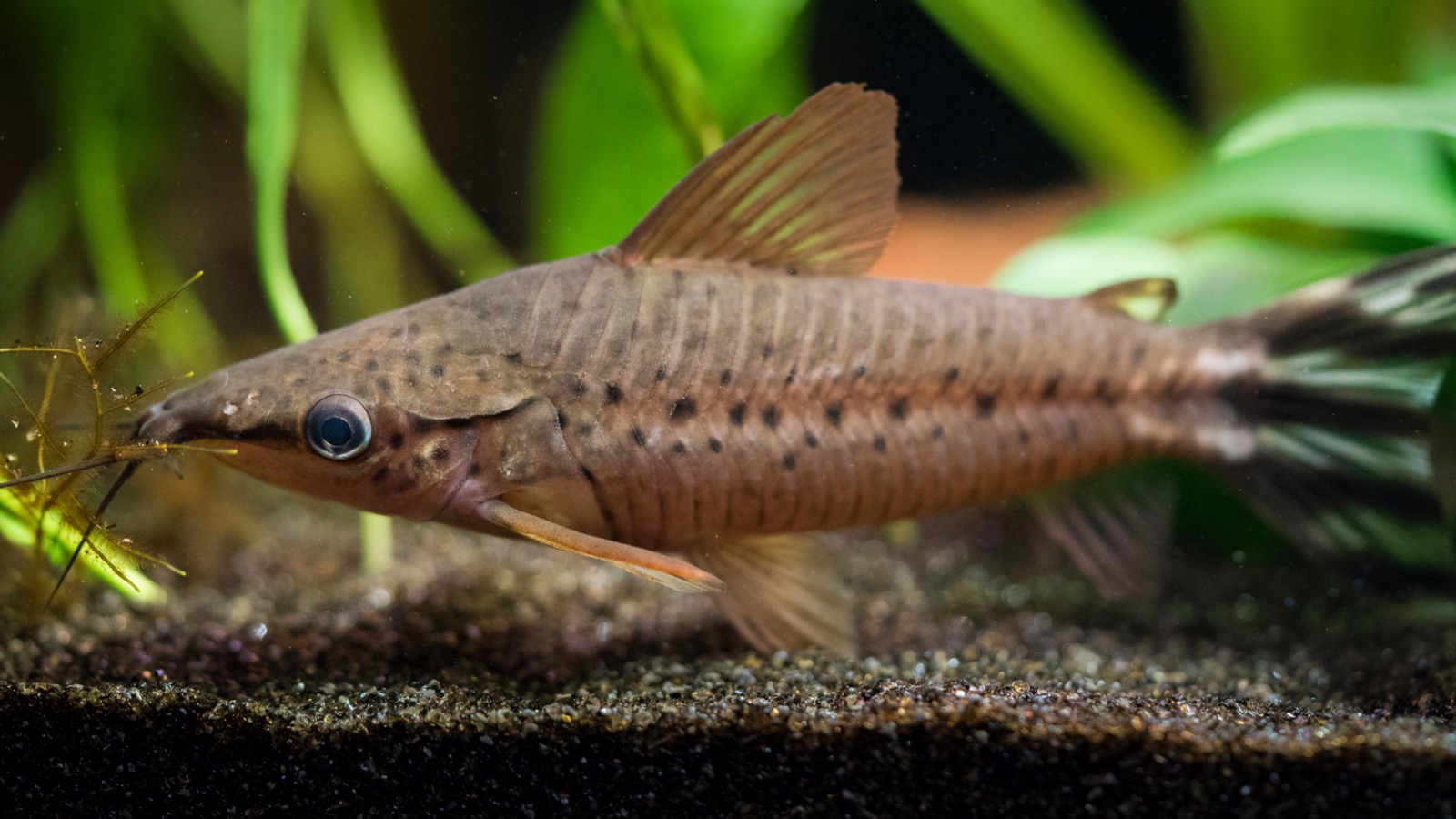 An elongate armoured catfish plated in two rows of bony scutes, among driftwood