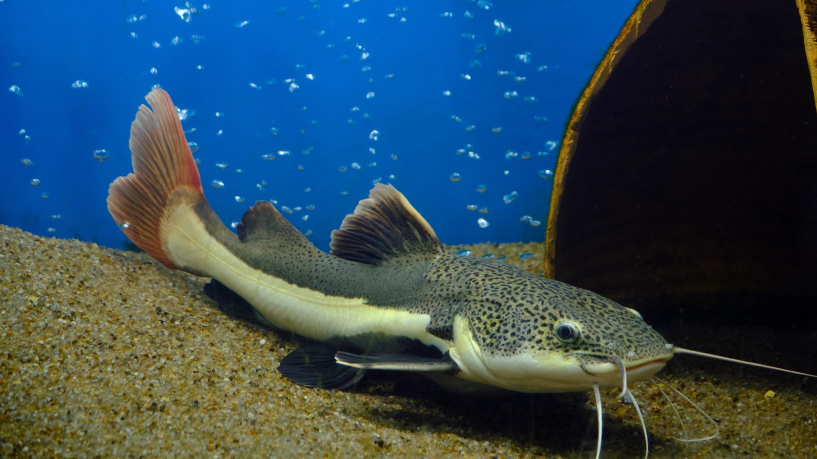 A young redtail catfish — dark back, white stripe and a bright orange-red tail — on sand