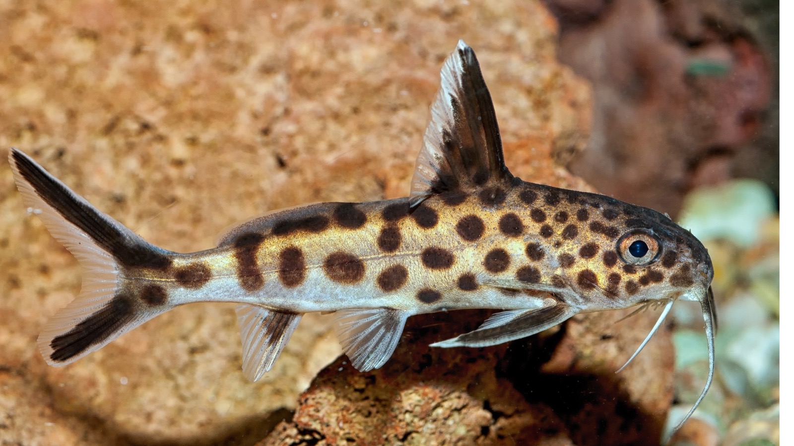 A boldly spotted Synodontis squeaker catfish hovering over dark sand