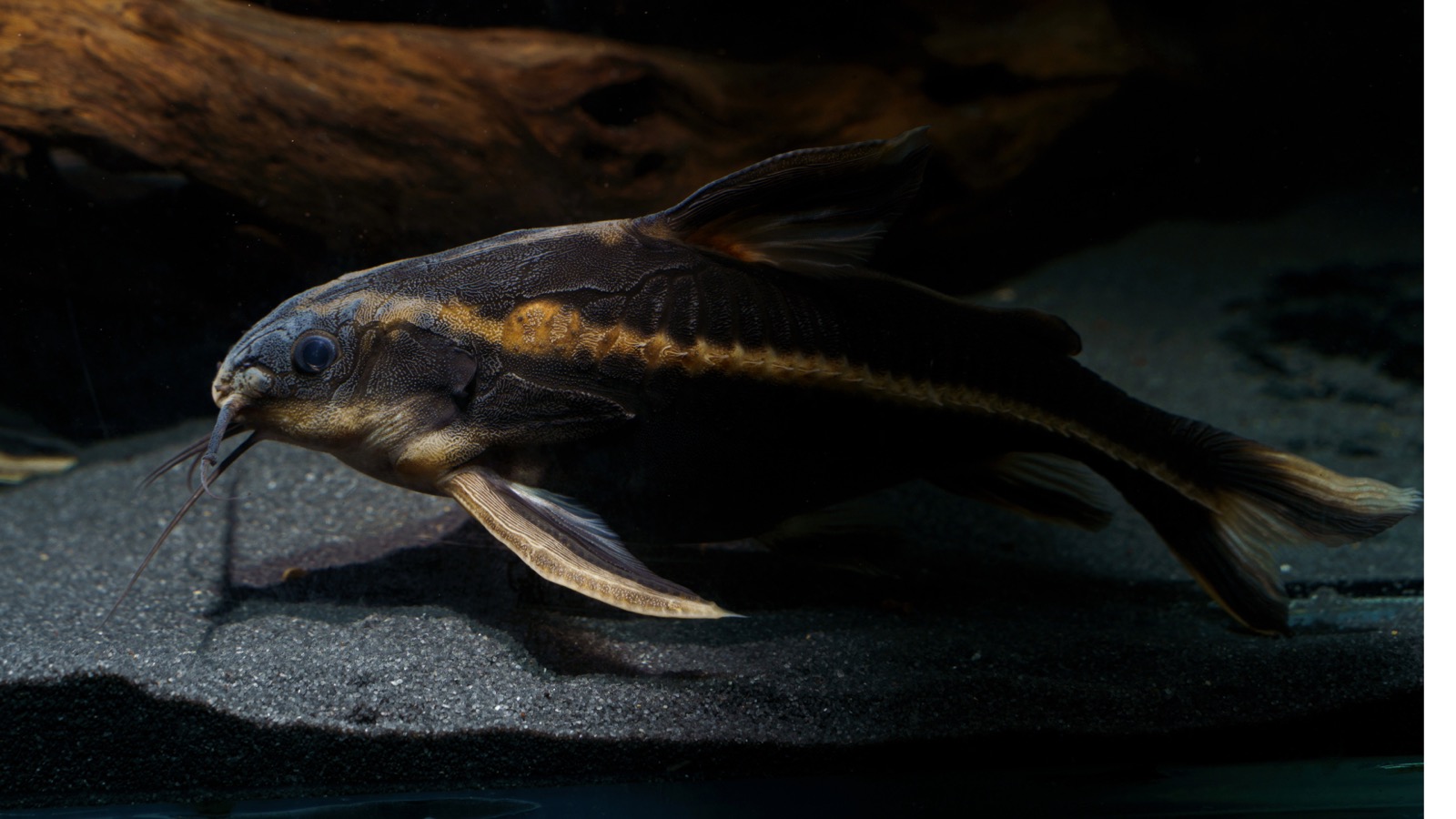 A dark, armoured catfish with a row of hooked bony scutes down its flank, over black sand