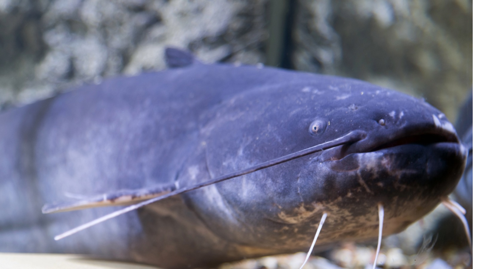 A large, smooth-skinned grey catfish with a broad flat head and long barbels on the bottom