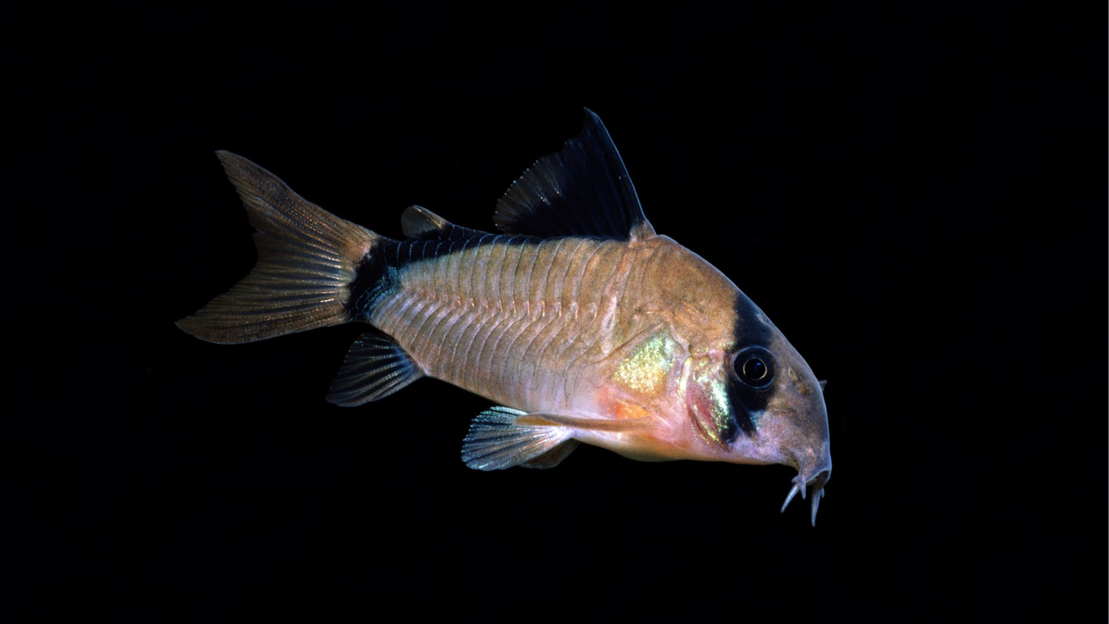 A single cory catfish against a black background, showing a dark mask through the eye, an iridescent shoulder patch, bony flank armour and a pair of sensory barbels at the mouth