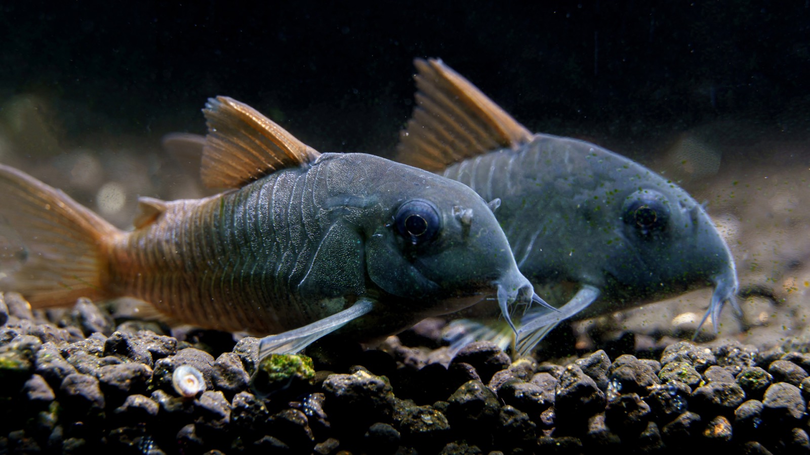 Two metallic cory cats close-up on dark gravel, showing their armoured flanks and downturned mouths
