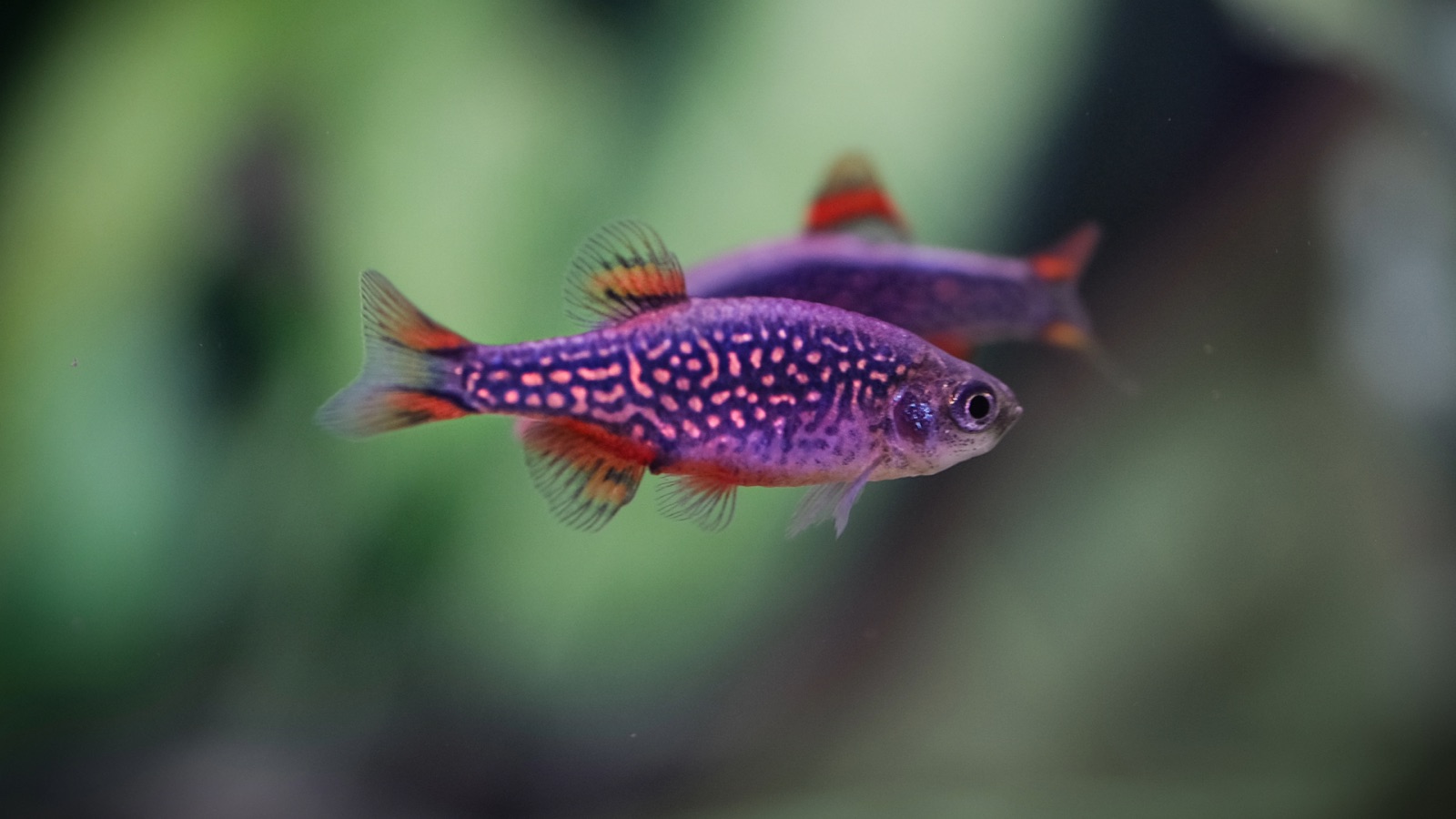 A male celestial pearl danio, deep blue spangled with pearl spots and edged in red-orange fins