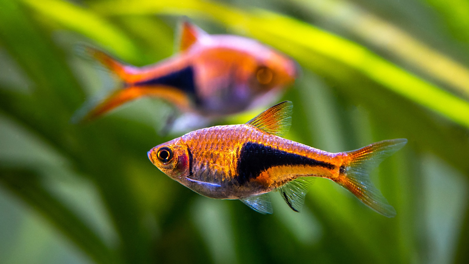A group of harlequin rasboras, copper-pink with a black wedge on the rear flank, among fine plants