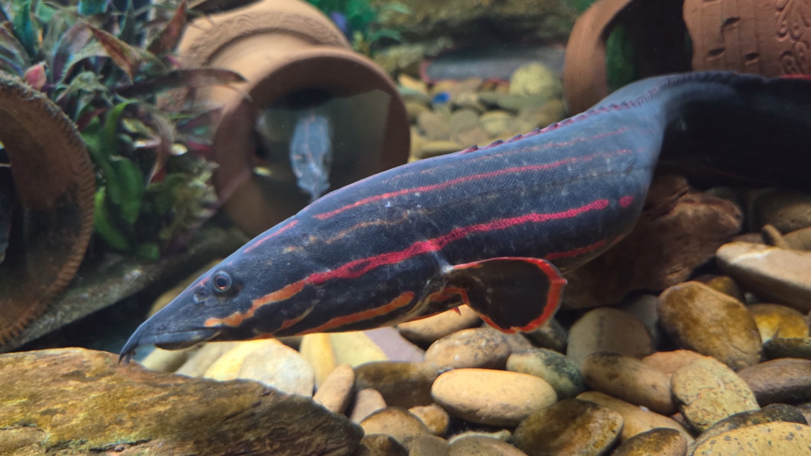 A fire eel, jet-black with vivid red-orange stripes and spots along its body, over rounded river pebbles