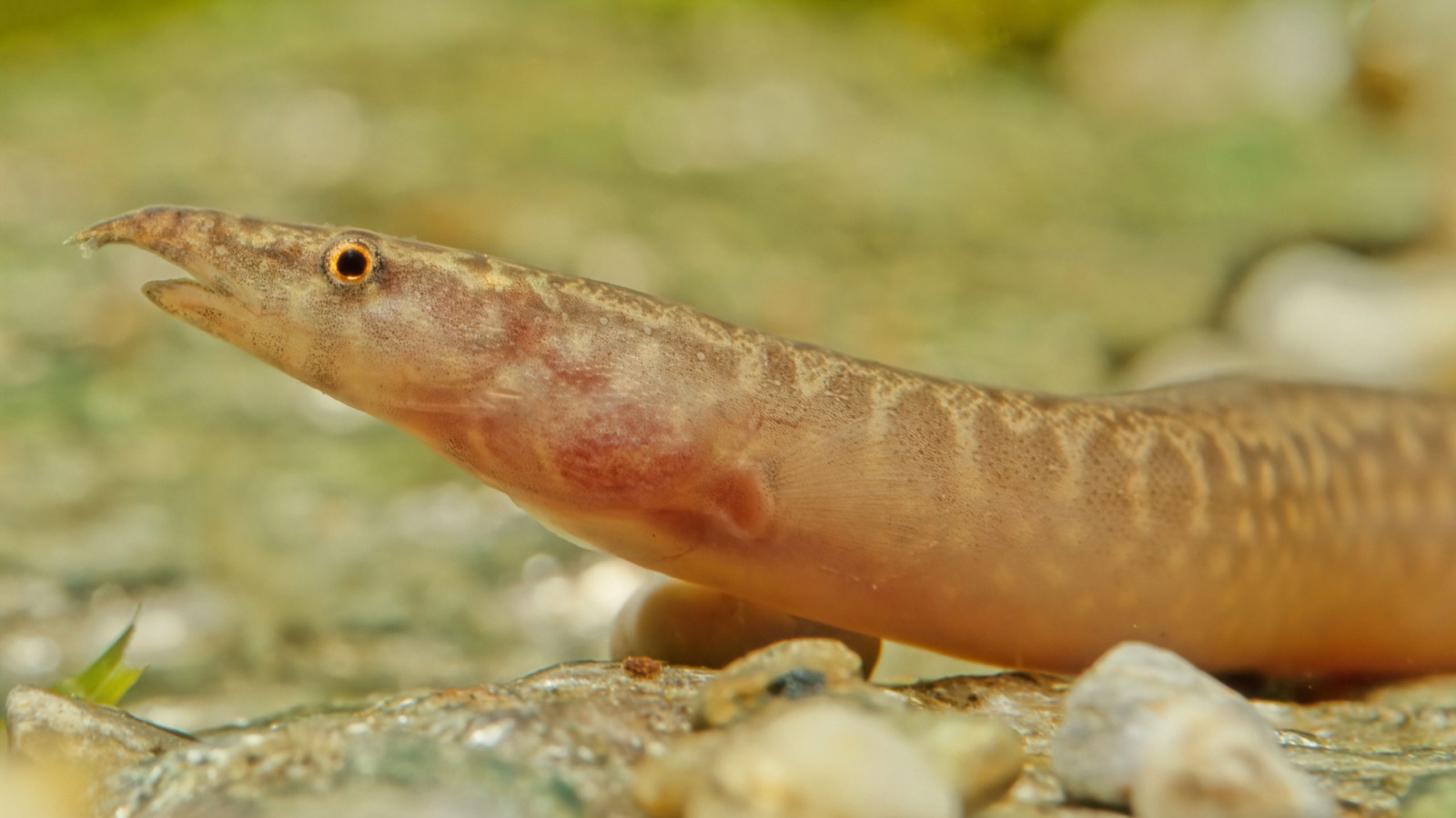The head of a peacock eel, sandy-brown and finely mottled, with the drawn-out, fleshy snout typical of the spiny eels