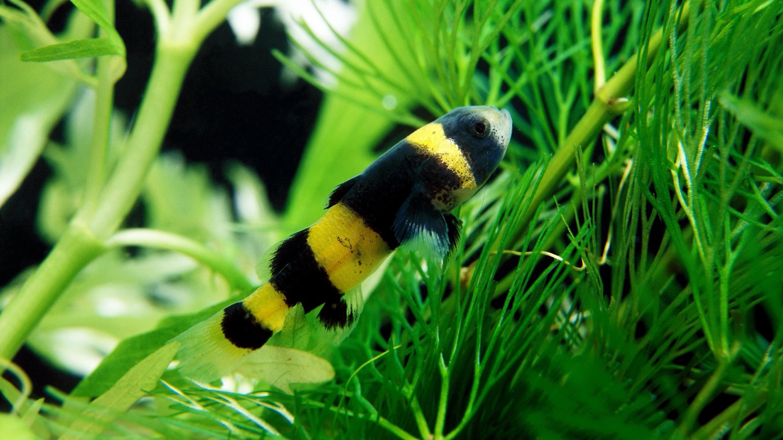 A bumblebee goby, banded black and gold, among fine green plants