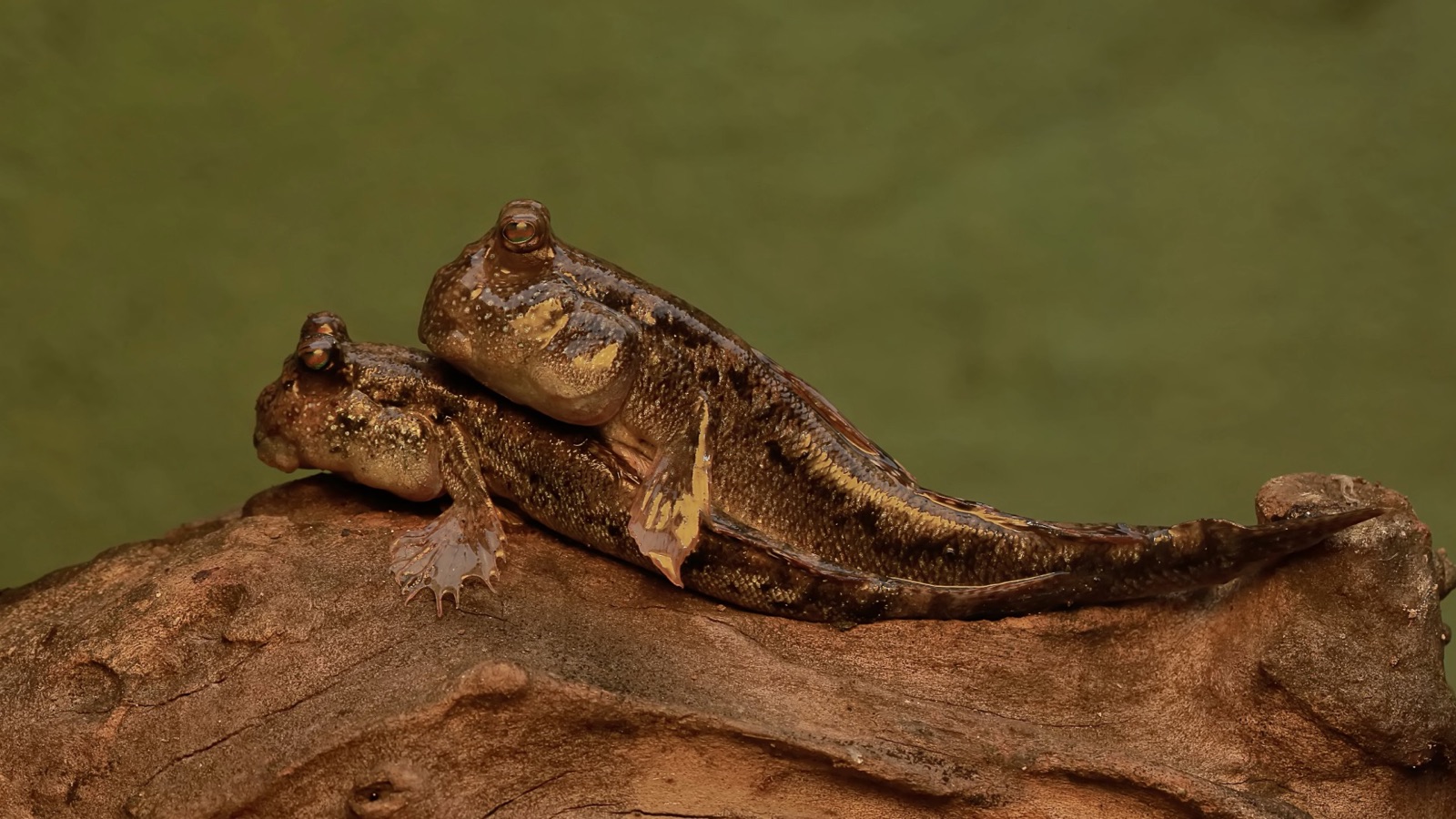 Two mudskippers propped up on their pectoral fins on a piece of driftwood