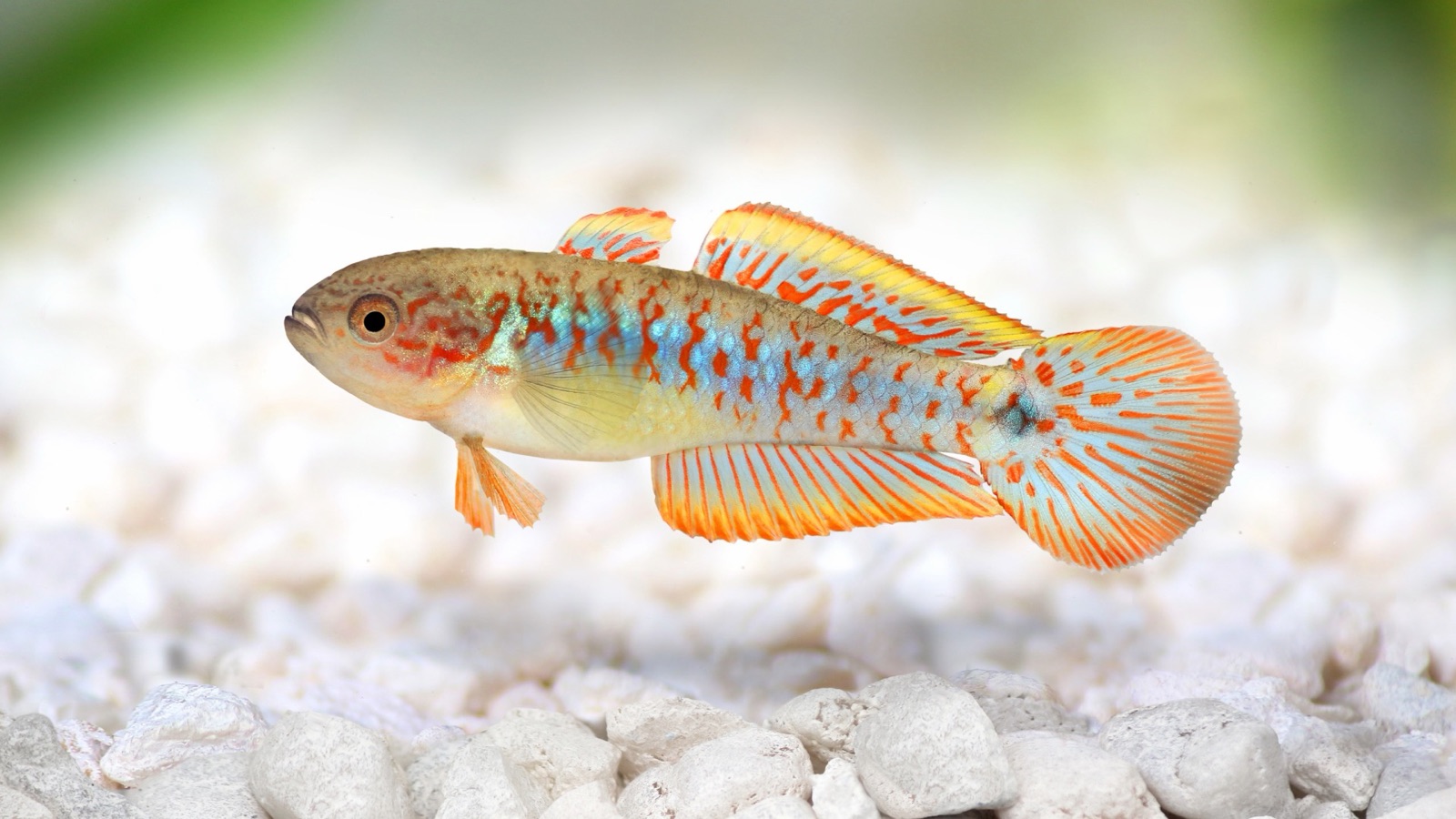 A peacock gudgeon — a cream-bodied fish with blue speckling and red-streaked, fan-shaped fins