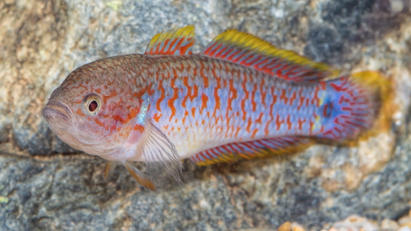 A jewel-coloured river goby patterned in red and blue, resting on a granite boulder