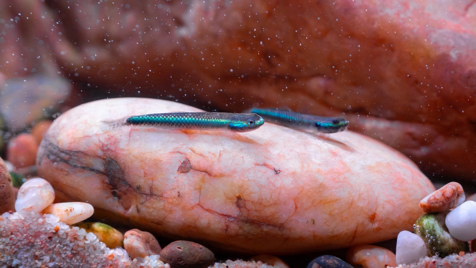 A slender goby with an electric-blue stripe down its body, resting on a pale stream stone