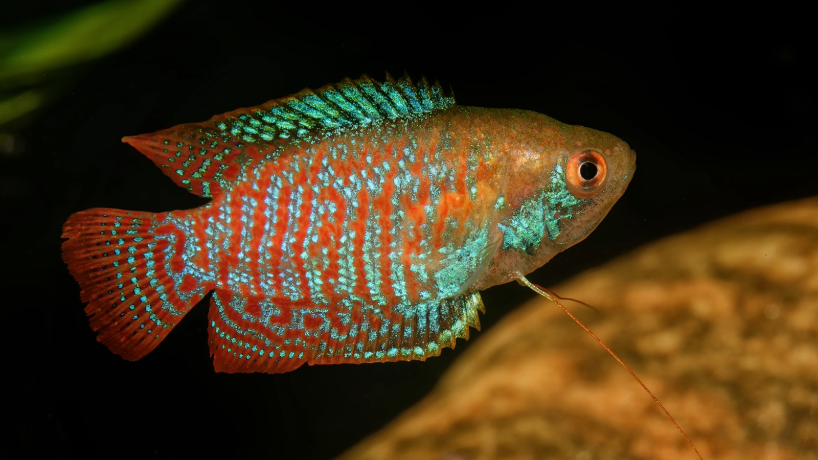 A male dwarf gourami in nuptial colour — iridescent turquoise bars over a deep red body