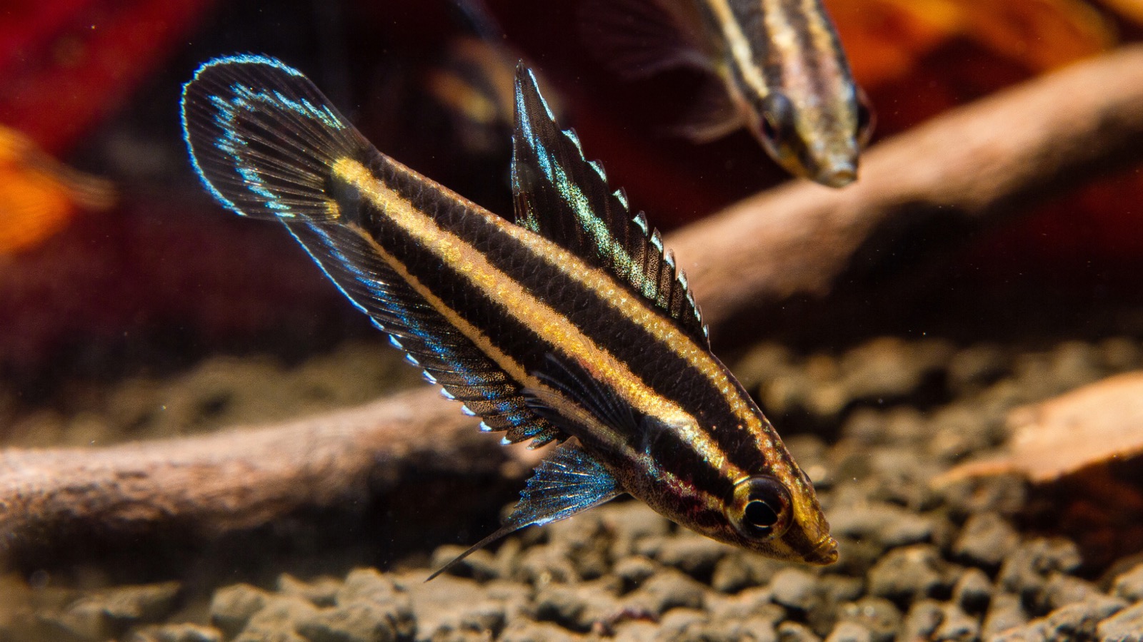 A tiny licorice gourami with red-and-blue banded fins poised over a dark, leaf-littered substrate