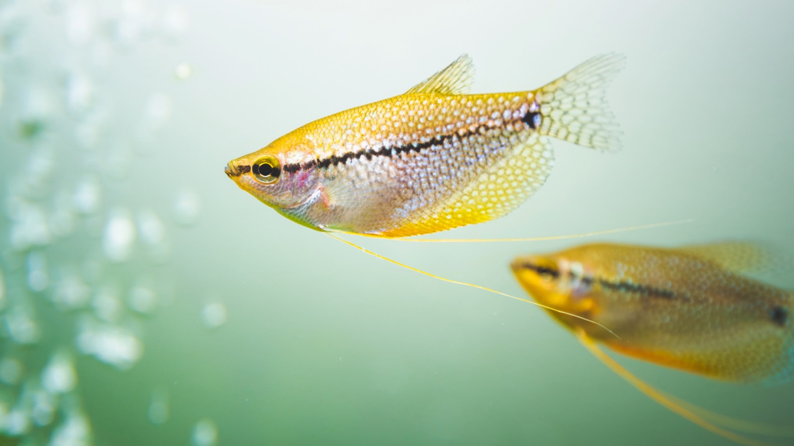 A pearl gourami with a lacy pattern of pale spots over a lavender-brown body, drifting among plants