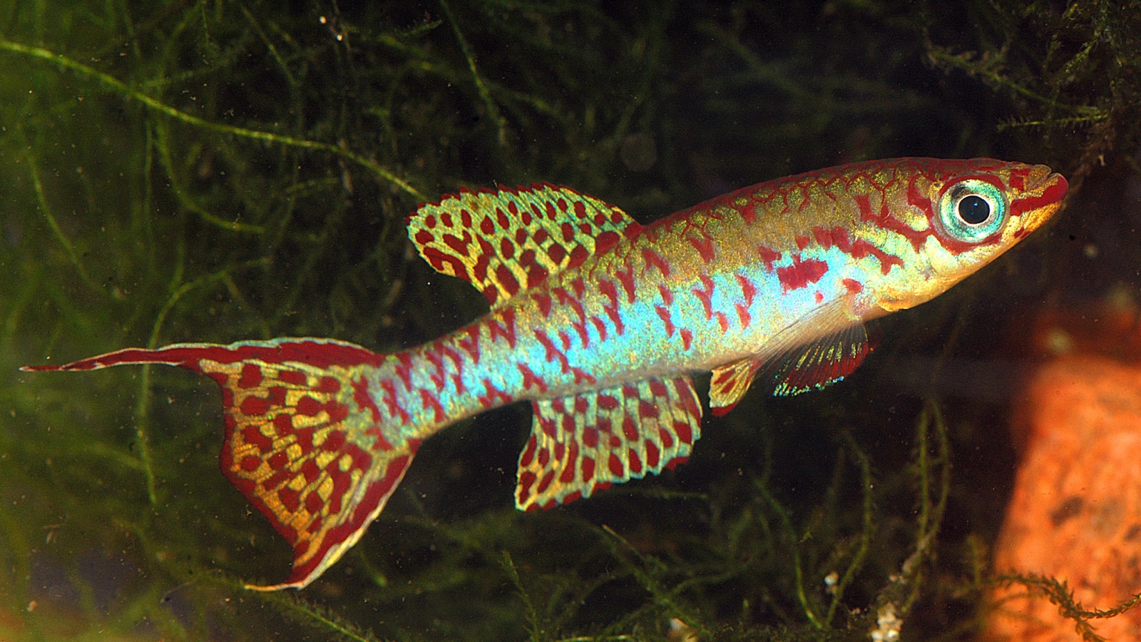 A West African killifish with a red-netted body and a lyre-shaped tail among fine plants