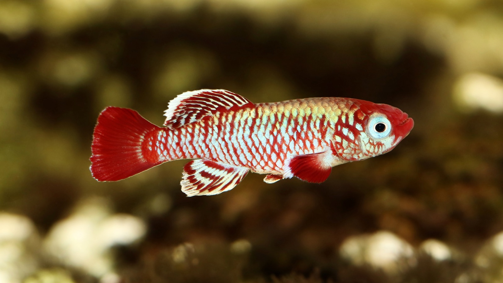 A male Nothobranchius killifish in red and gold, the white-edged fins of a savanna annual