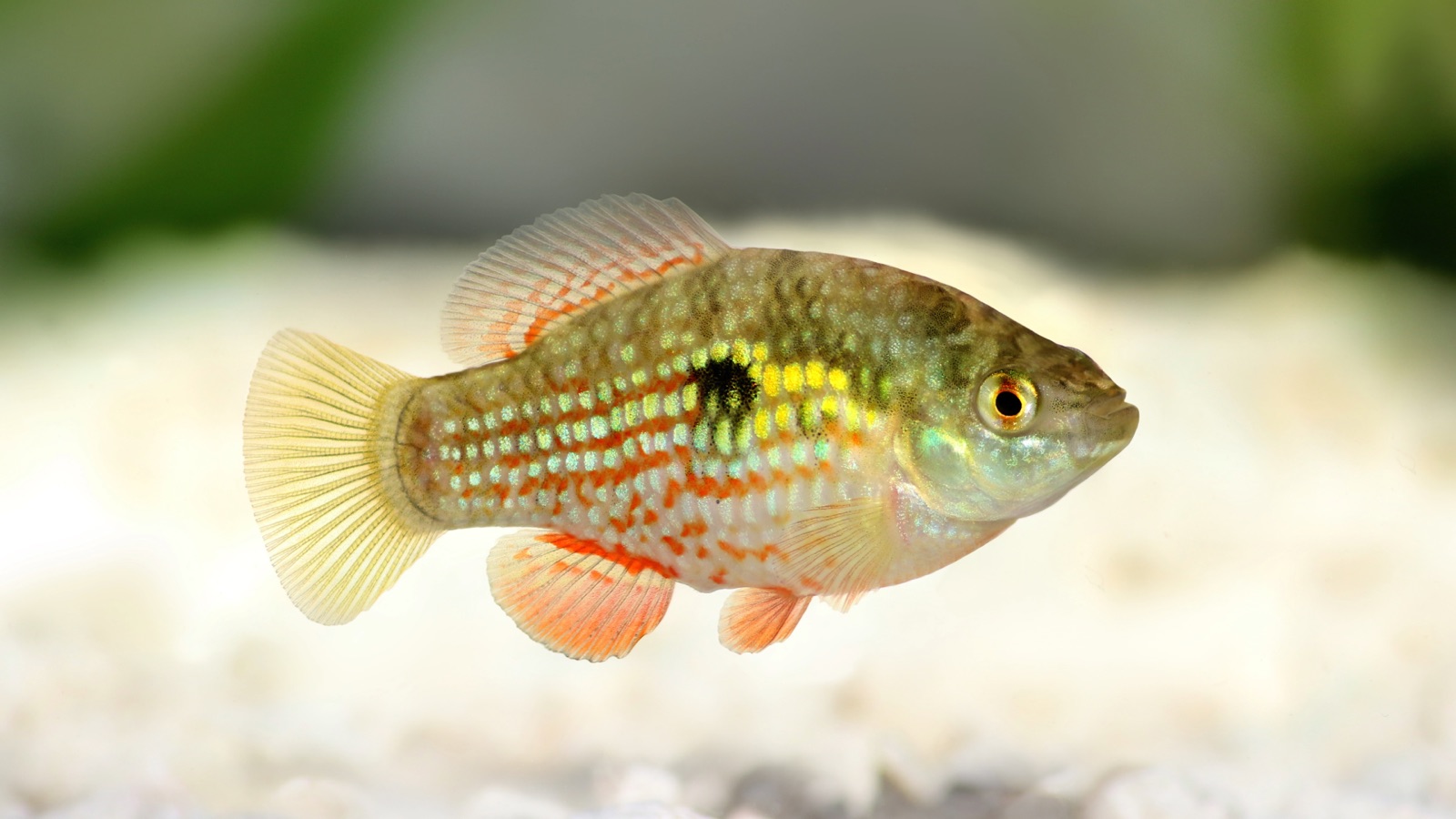 A deep-bodied pupfish over pale sand, its flanks scattered with iridescent green spots