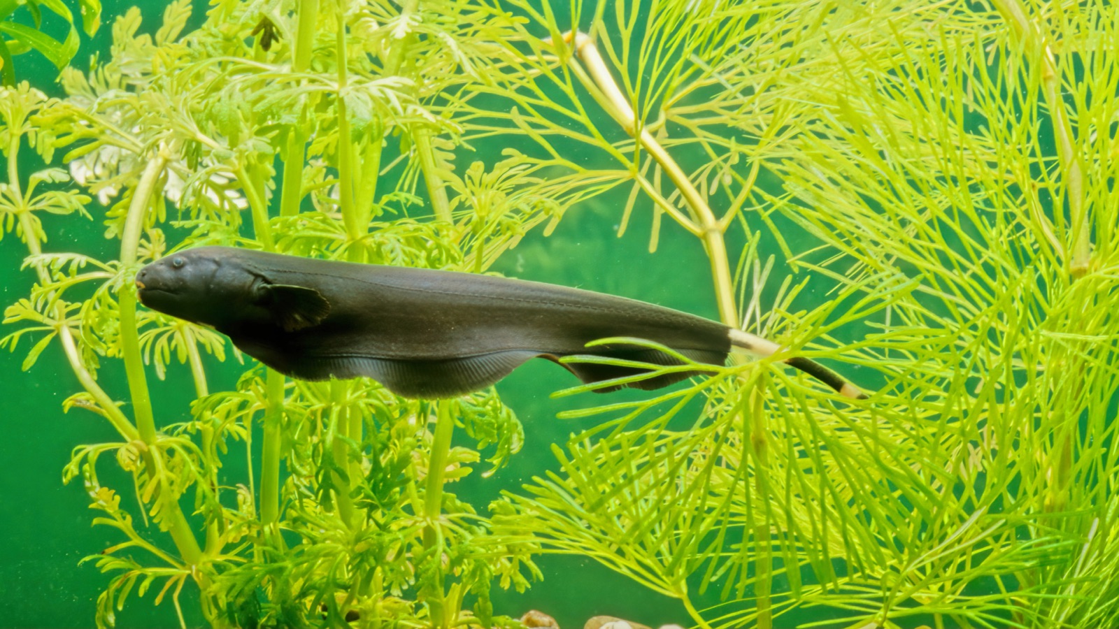 A matte-black ghost knifefish threading through bright green aquarium plants, its long ribbon-like anal fin rippling beneath it and a pale band near the tail tip