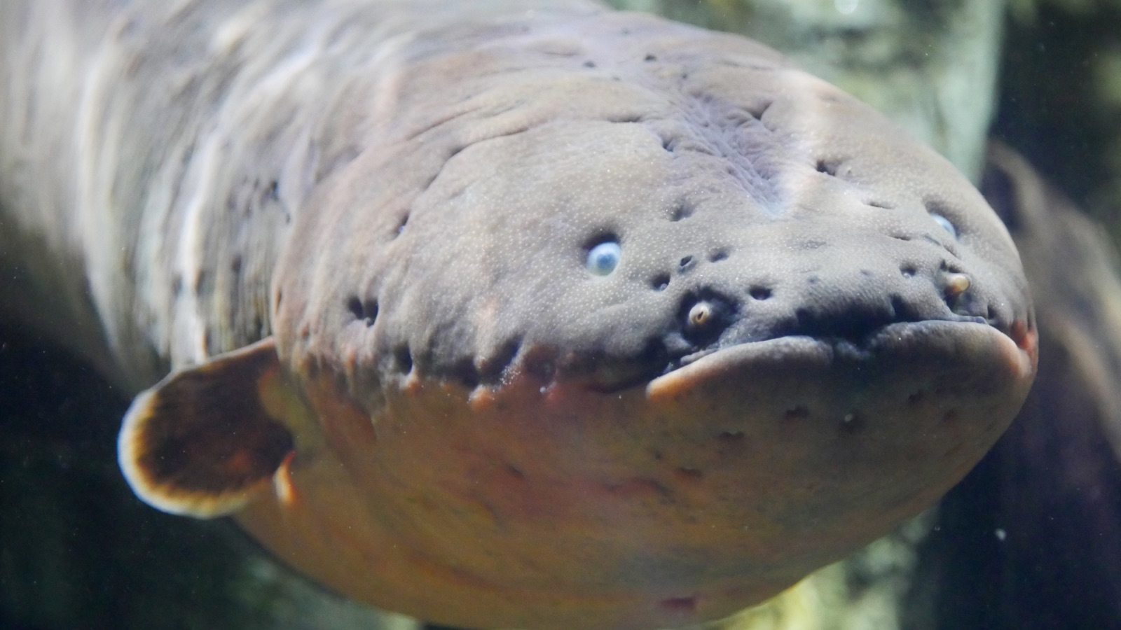 An electric eel filling the frame head-on — its broad, pore-studded grey-brown head and small eyes in dim water