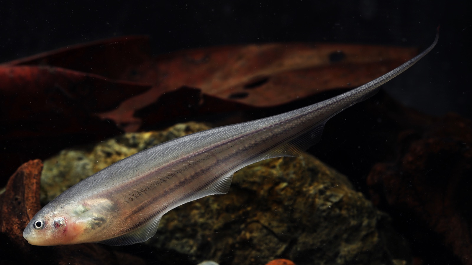 A near-transparent glass knifefish, its spine and internal organs visible through the body, swimming by rippling a single long fin