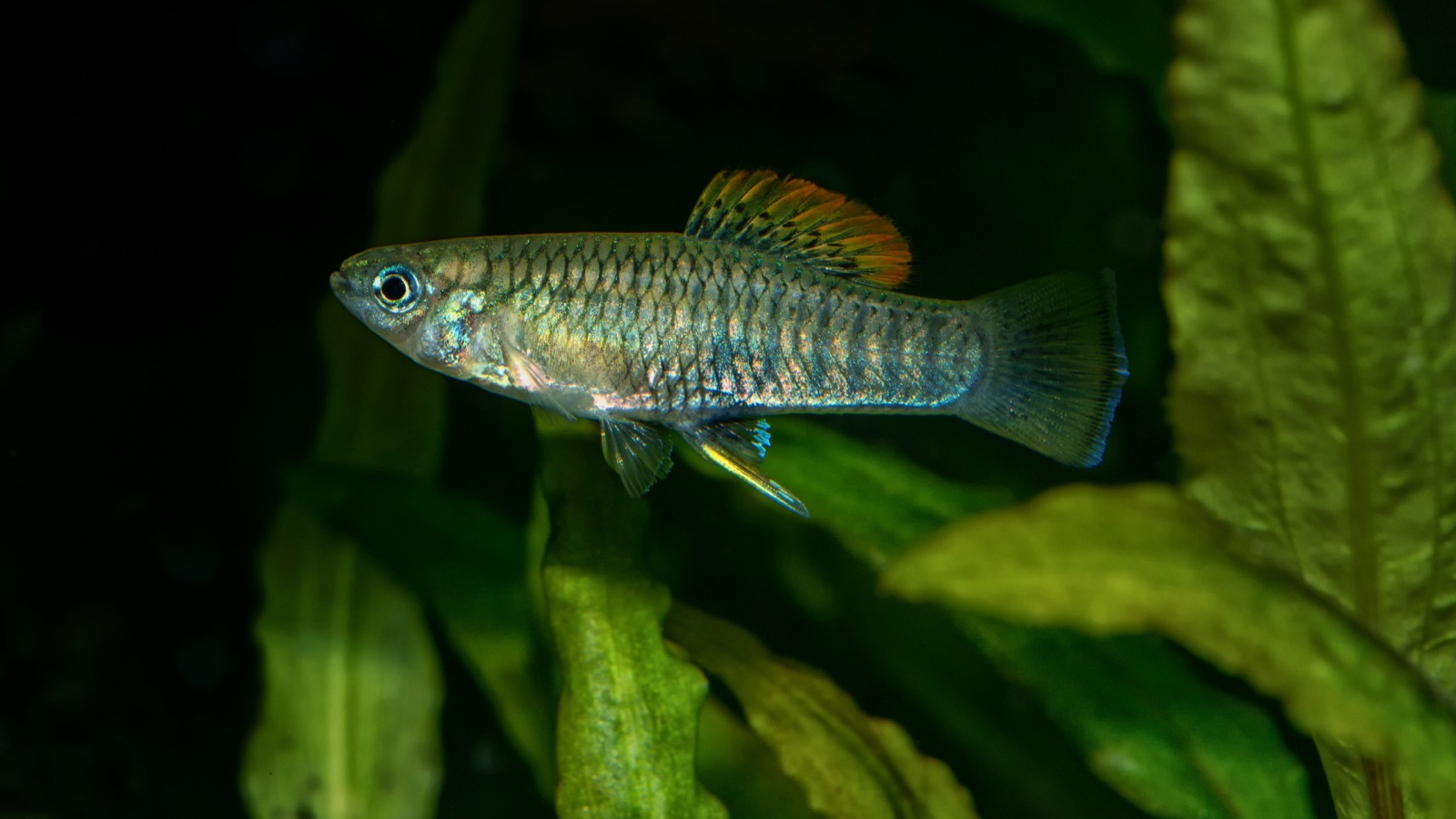 A single livebearer with blue-green structural iridescence and an orange fin edge