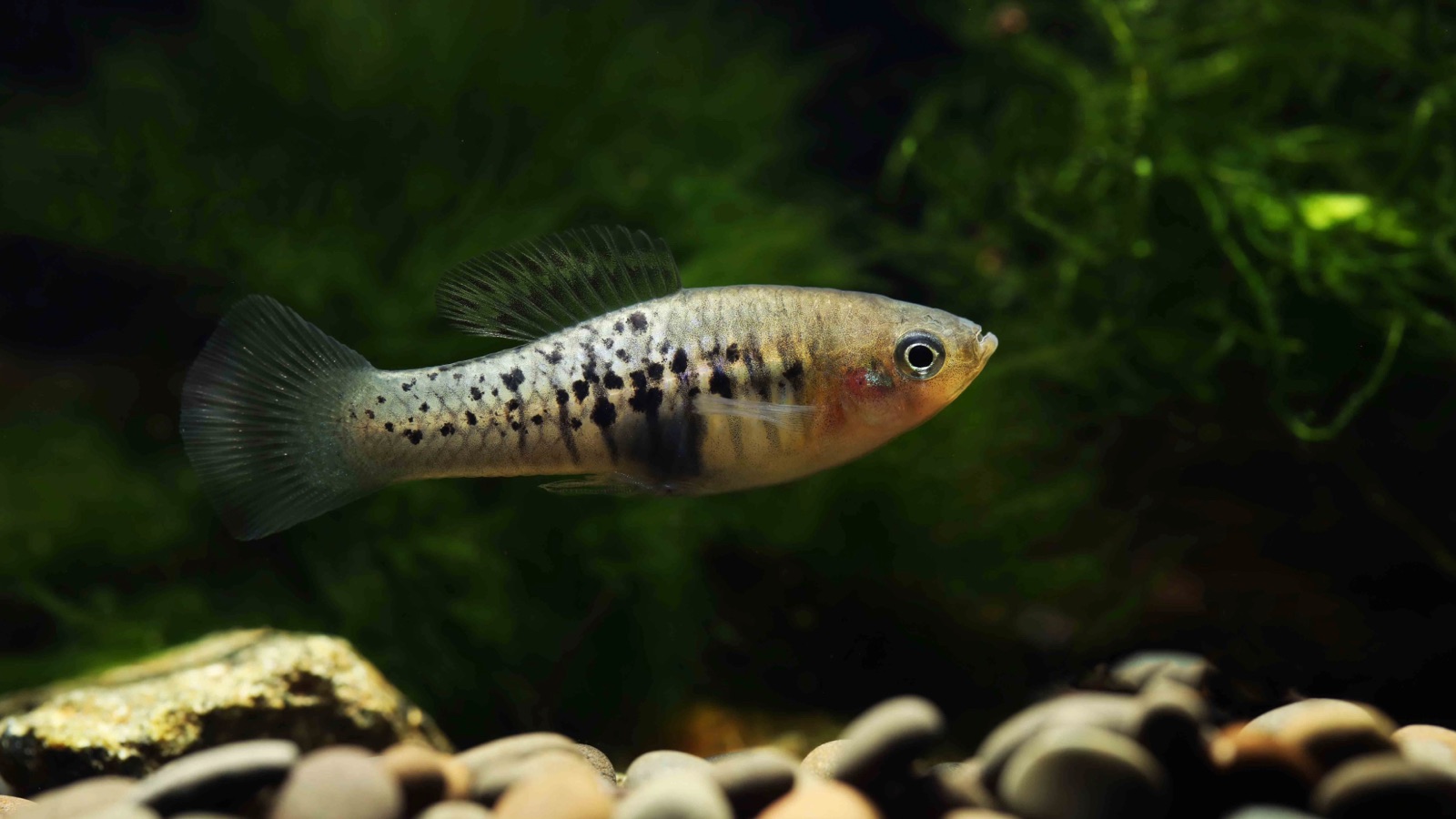 A mottled, black-spotted livebearer with an orange belly over a planted aquarium bed