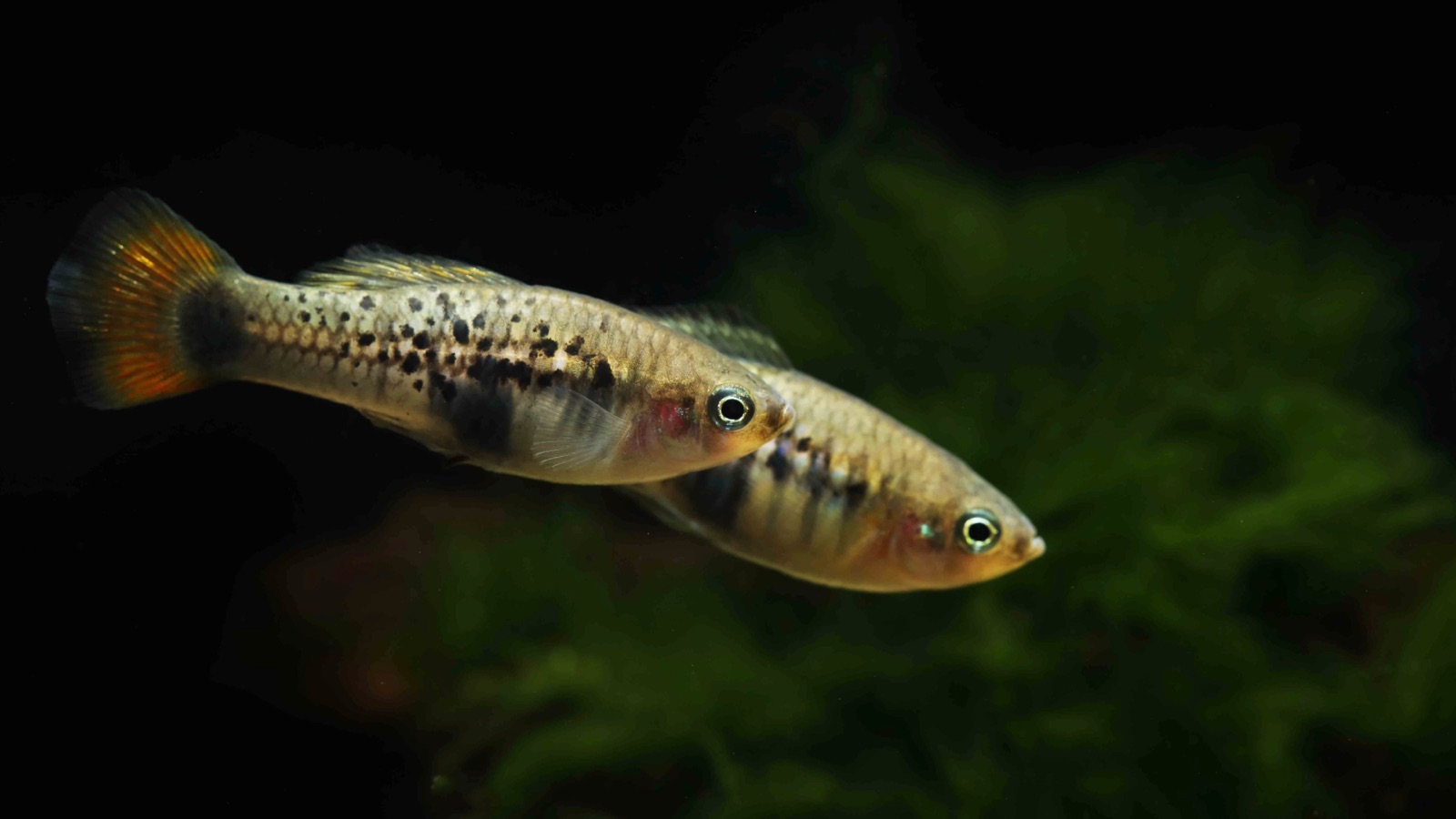 A pair of peppered wild-type livebearers with orange-edged tails