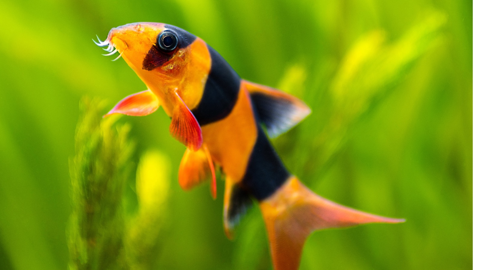 A clown loach — an orange, black-banded loach among driftwood