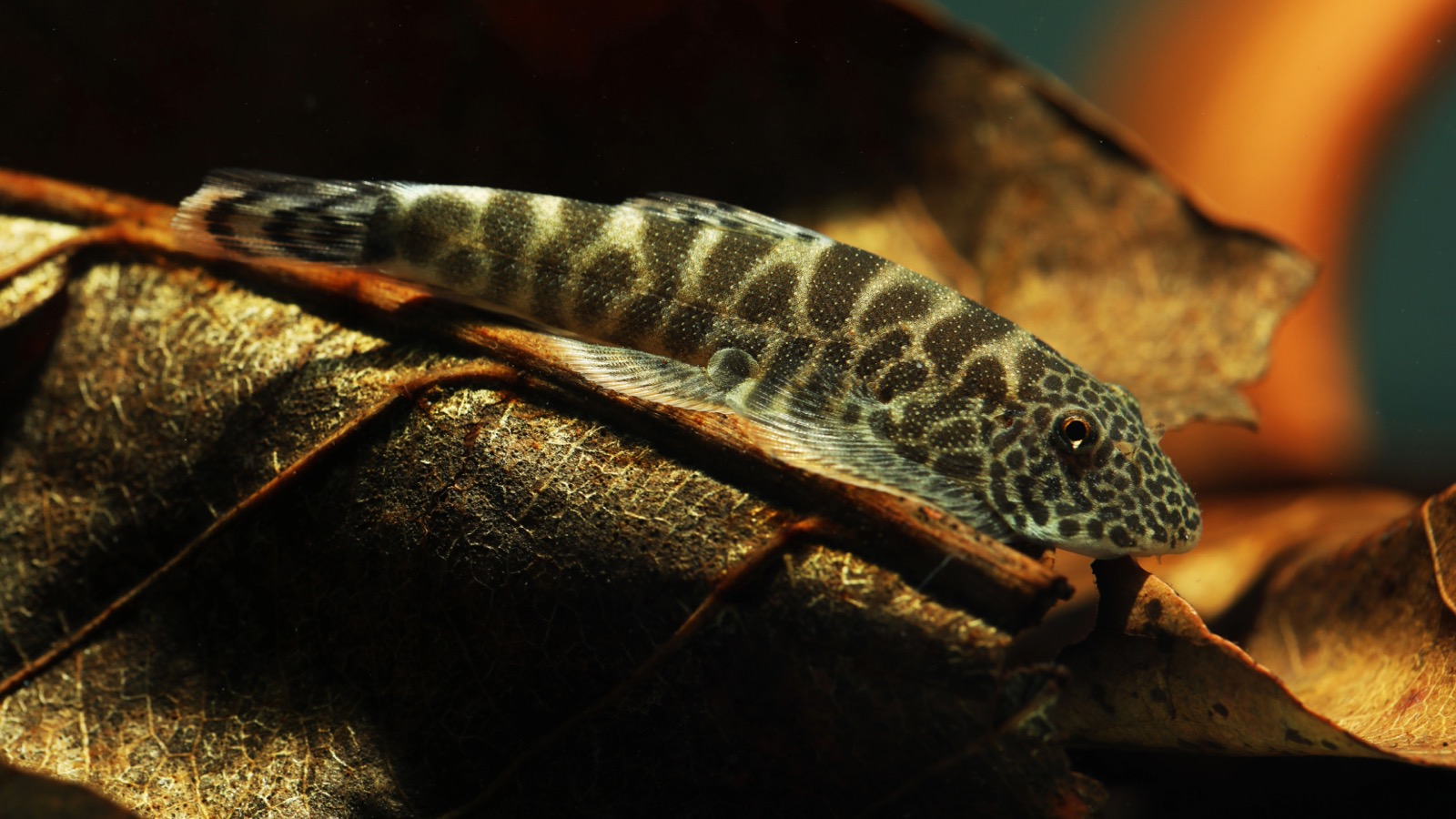 A hillstream loach — a flattened, sucker-bodied loach clinging to a smooth stream boulder