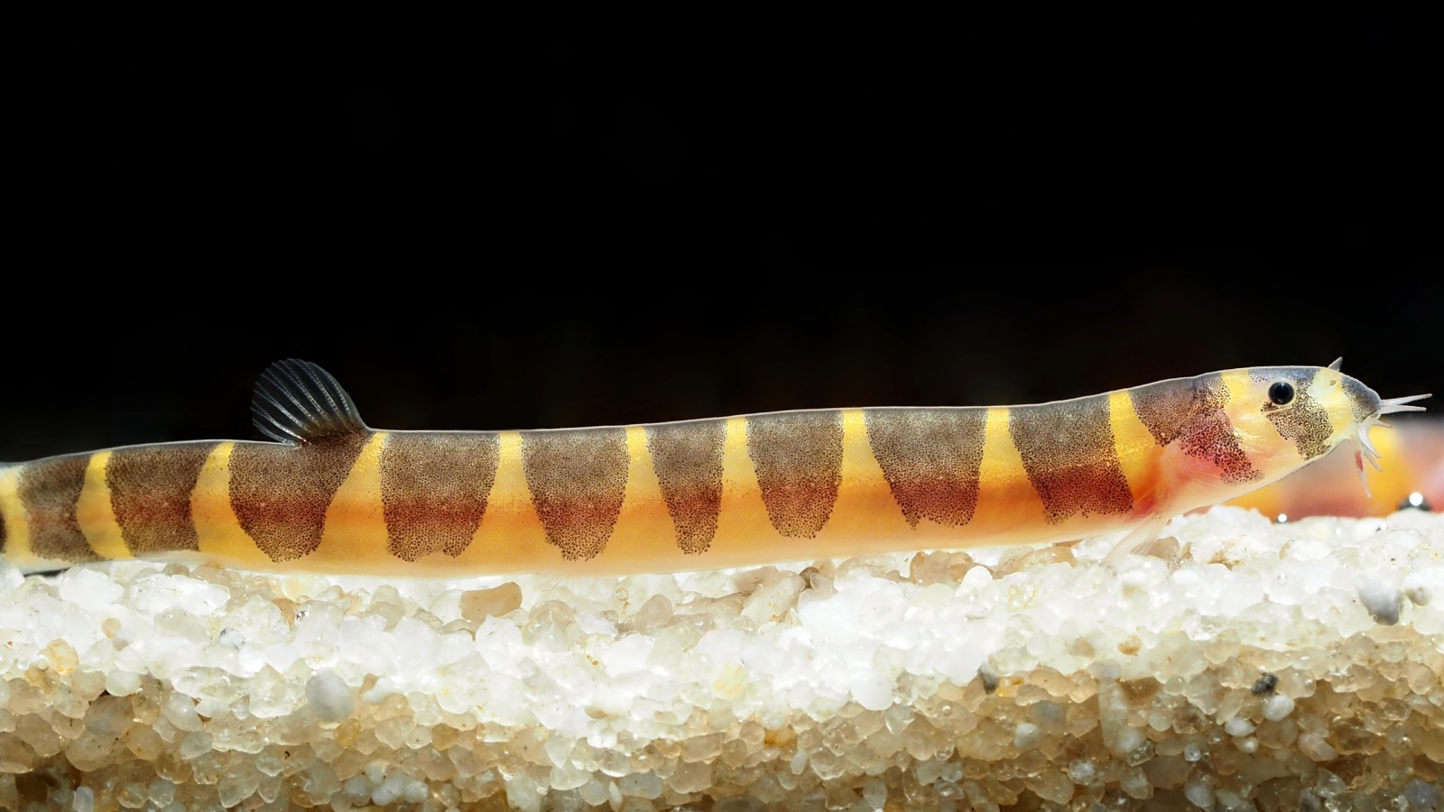 A kuhli loach — a slender, eel-like loach banded brown and cream, threading through plants