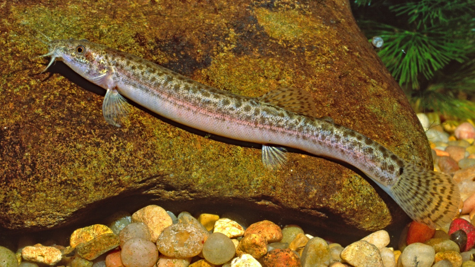 A slender, barbeled loach patterned with a row of dark blotches, resting on a stream rock
