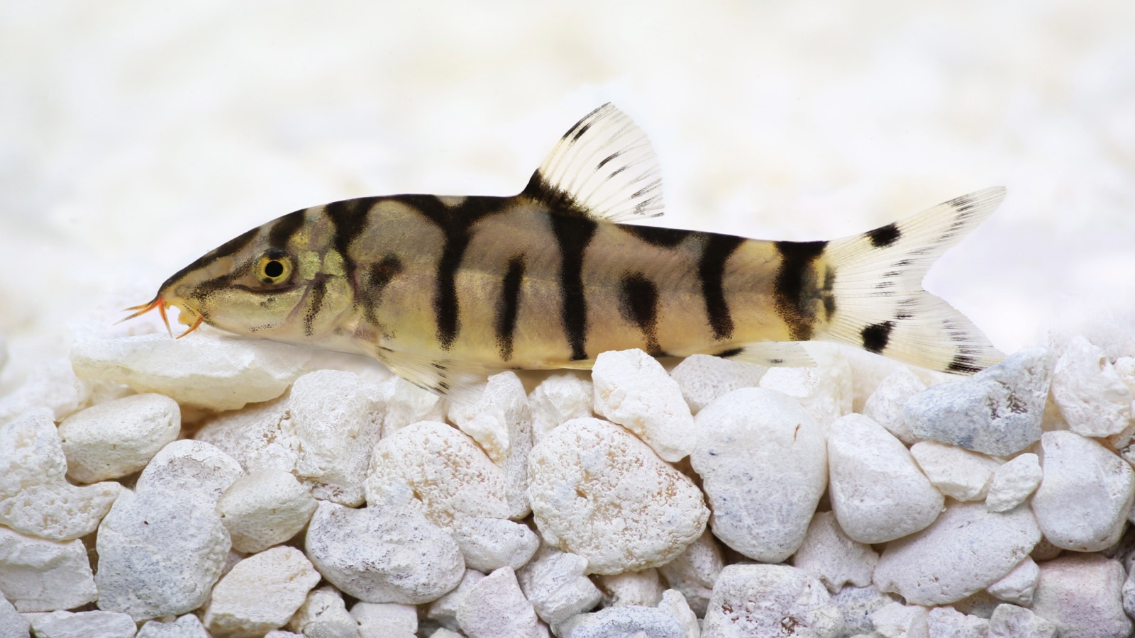 A yoyo loach — a silver loach marked with a chain of dark Y-and-O reticulations