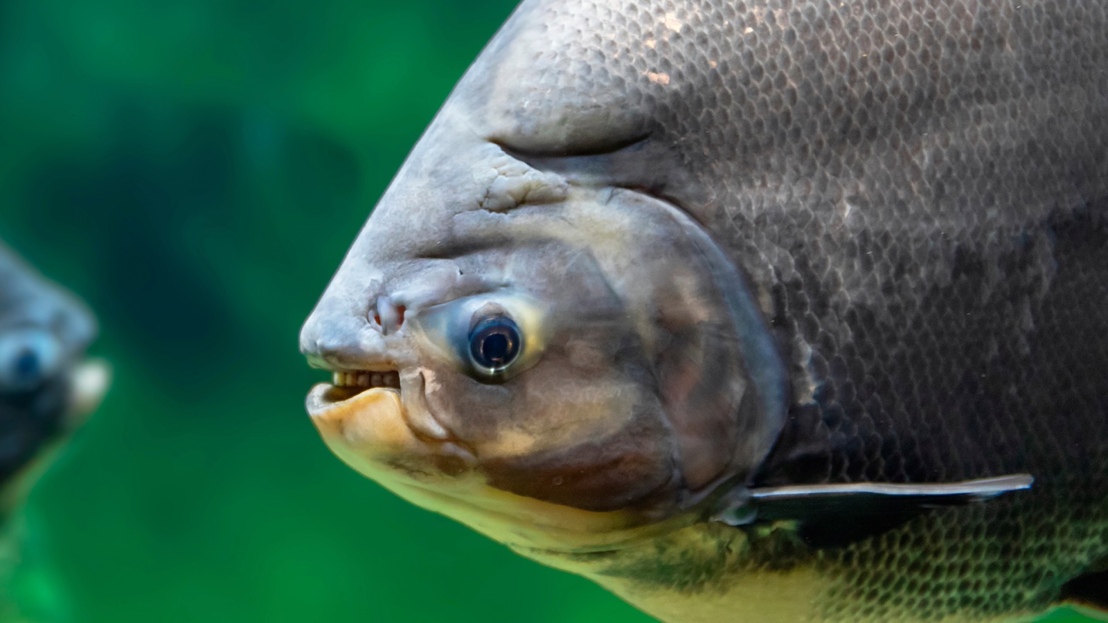 A large, deep-bodied grey pacu with a blunt head and human-like molar teeth