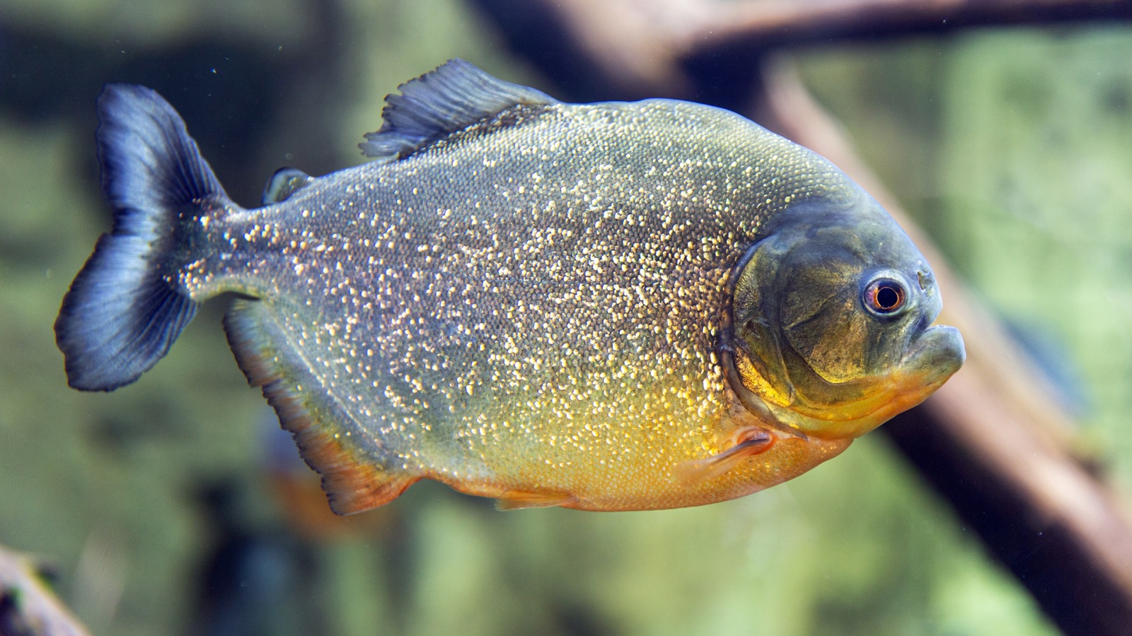 A red-bellied piranha in profile — silver flank, orange-red throat and belly, blunt jaw