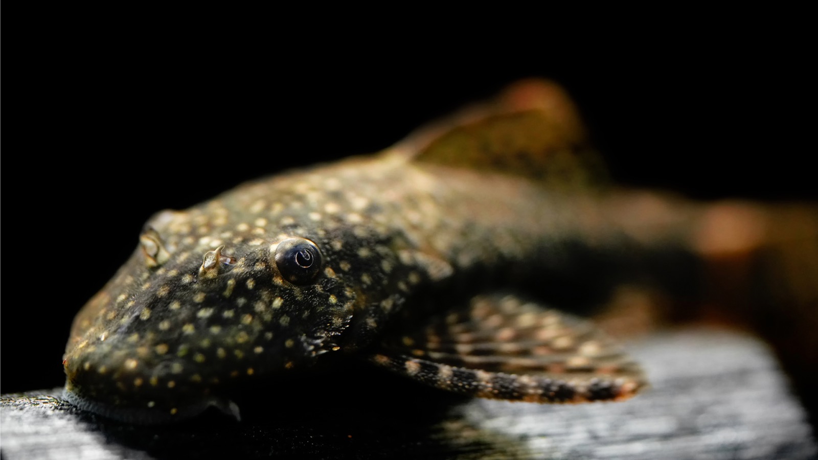 Mature male Ancistrus bristlenose pleco showing the fleshy tentacles growing from its snout