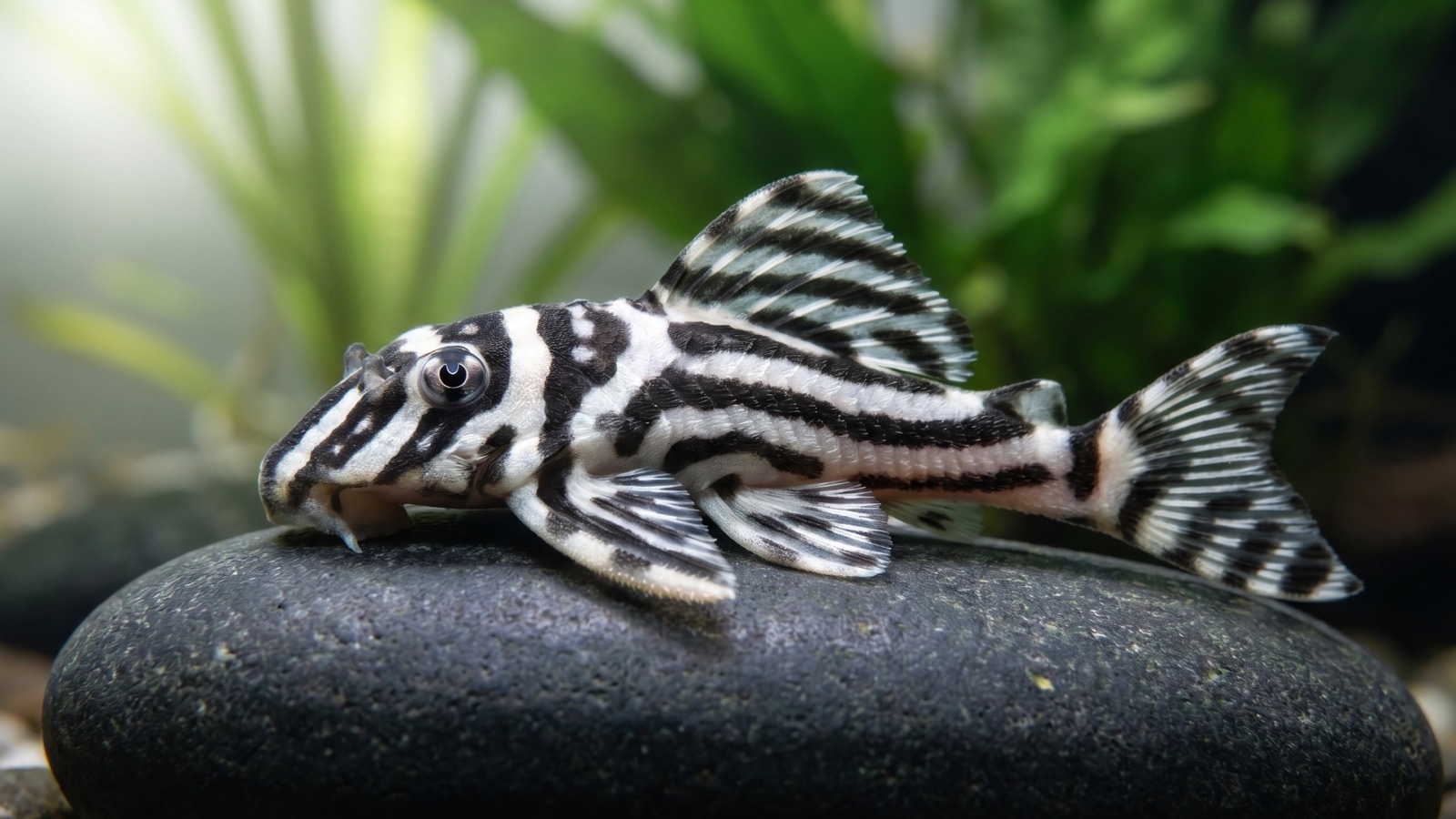 A boldly black-and-white striped pleco gripping a smooth river stone underwater in a planted aquarium